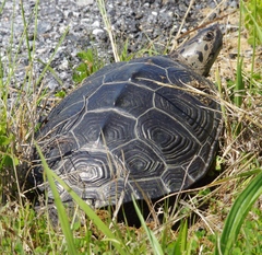 Malaclemys terrapin terrapin