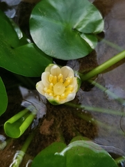 Nymphaea thermarum