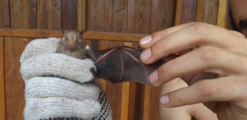 Little White-shouldered Bat