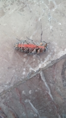 Chrysobothris basalis