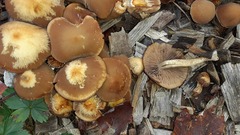 Kuehneromyces