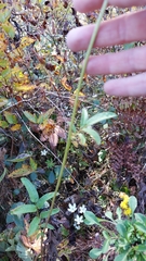 Sanguisorba canadensis