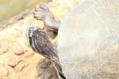 Phrynops williamsi