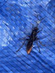 Protichneumon