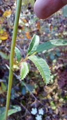 Sanguisorba canadensis