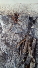 Falconina gracilis