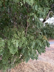 Fraxinus latifolia