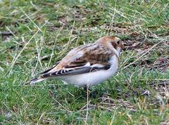 Plectrophenax nivalis