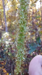 Sanguisorba canadensis