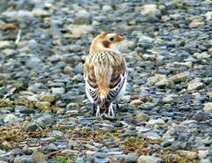 Plectrophenax nivalis