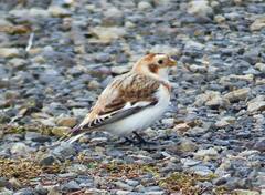 Plectrophenax nivalis