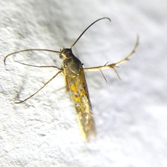 Heliodinidae