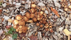Kuehneromyces