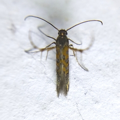 Heliodinidae