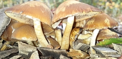 Kuehneromyces