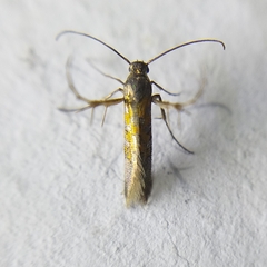 Heliodinidae