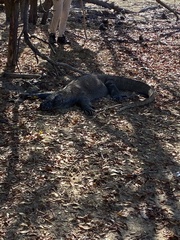 Varanus komodoensis