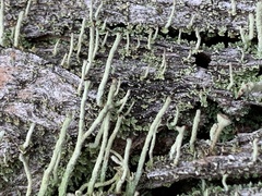 Cladonia ochrochlora