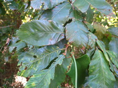 Castanea pumila