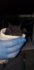 Phyllostomus hastatus