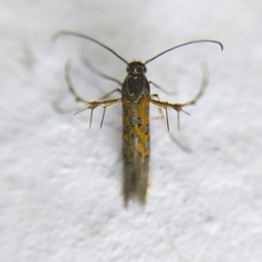 Heliodinidae