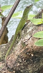 Anolis evermanni