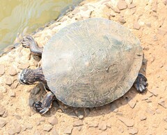 Phrynops williamsi