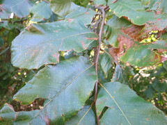 Castanea pumila