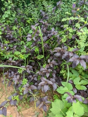 Alternanthera brasiliana