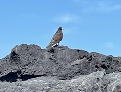 Buteo galapagoensis
