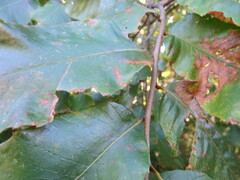 Castanea pumila