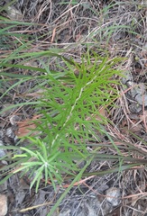 Vernonia lindheimeri