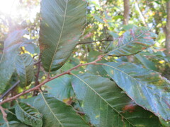 Castanea pumila