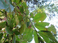 Castanea pumila