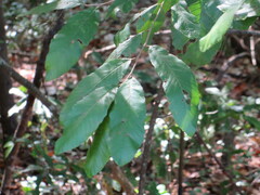 Castanea pumila