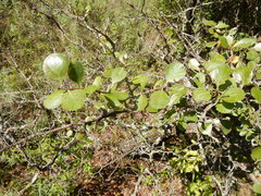 Crataegus reverchonii
