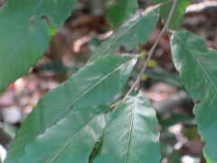Castanea pumila
