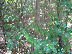 Castanea pumila