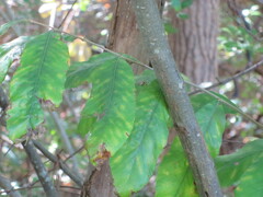 Castanea pumila
