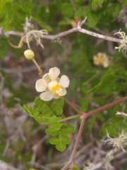 Cardiospermum corindum