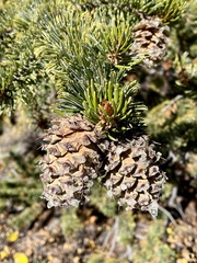 Pinus aristata
