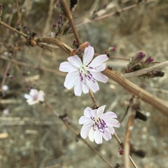Stephanomeria diegensis