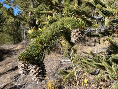 Pinus aristata