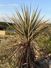 Yucca torreyi