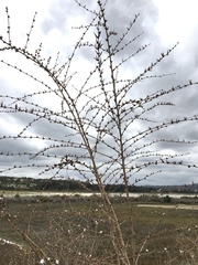 Stephanomeria diegensis