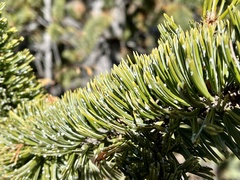 Pinus aristata
