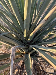 Yucca torreyi