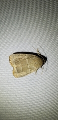Bagisara rectifascia