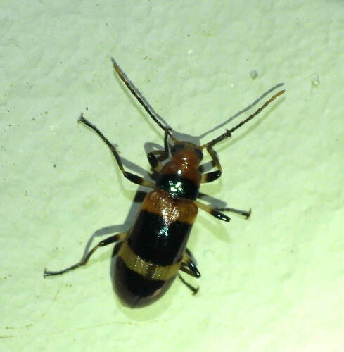Strongylium fasciolatum