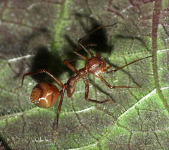 Myrmecium